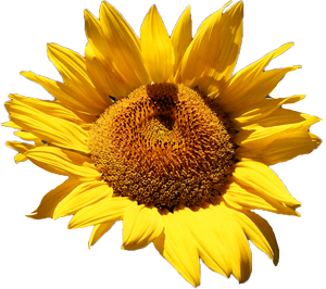 Sunflower PNG-13399